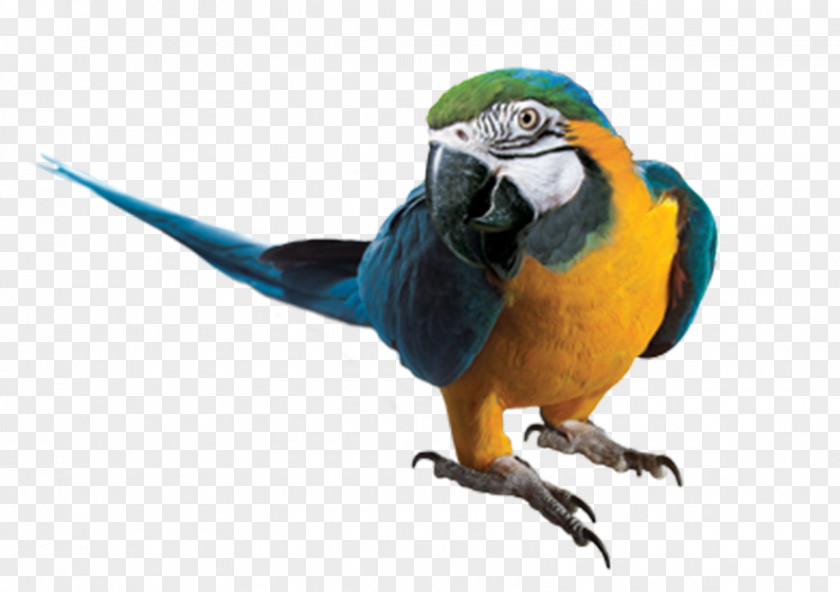 Parrot Blue-and-yellow Macaw Clip Art PNG