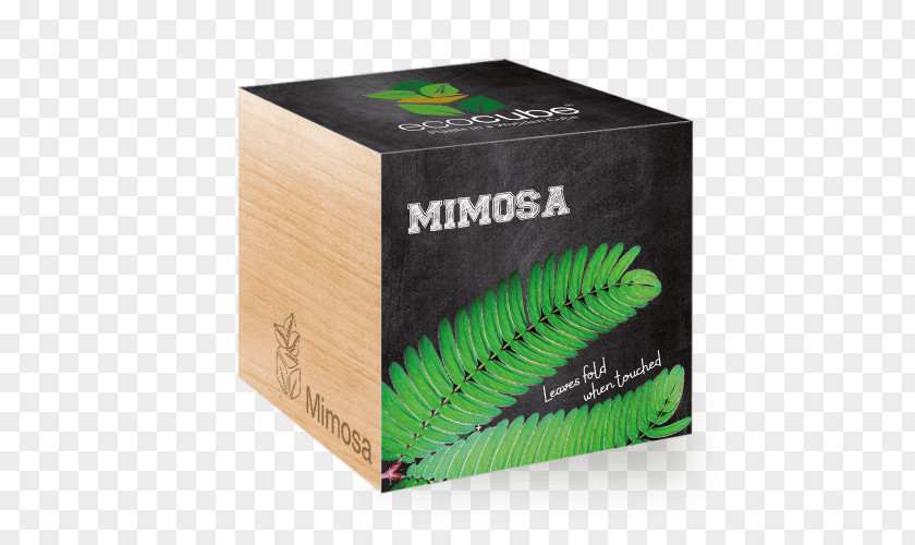 Plants Mimosa Pudica Seed Aloe Vera Cube Tree PNG