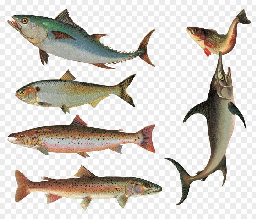 Total Fish As Food Sardine Clip Art PNG