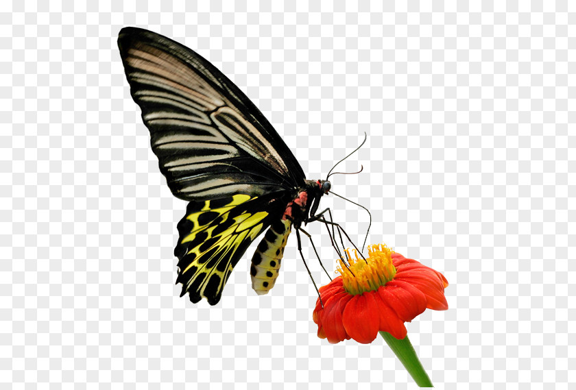 Butterfly Moth Life Thought Love PNG