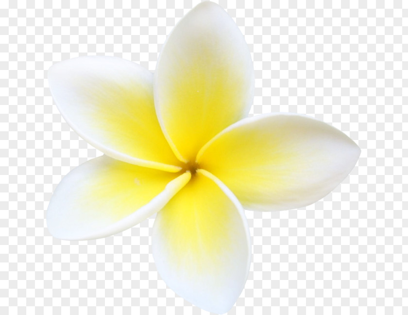 Hawaiian Flower Petal Close-up Plant PNG