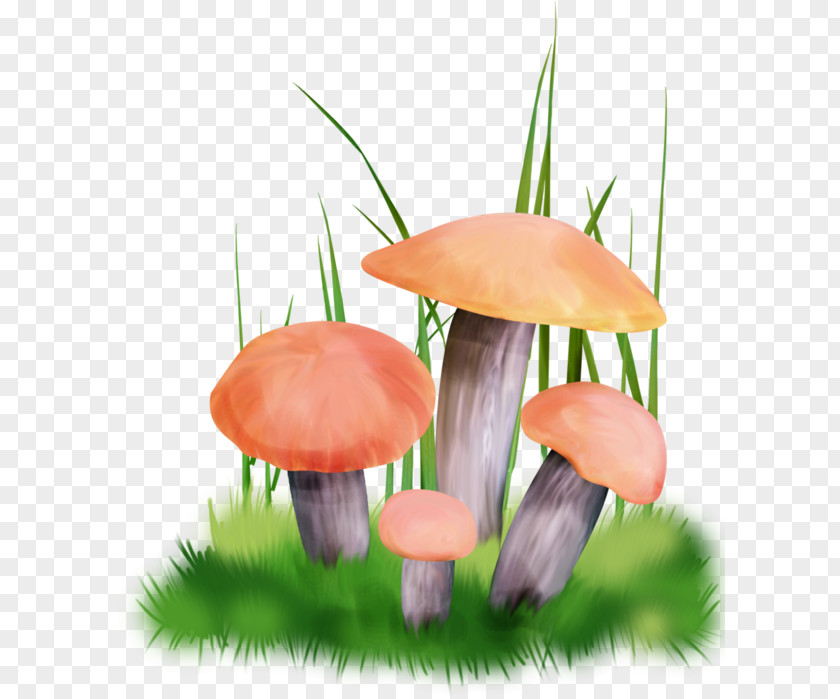 Mushroom Fungus Edible Boletus Edulis Truffle PNG