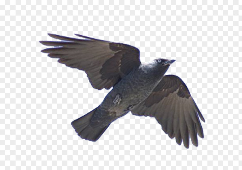 Bird Flight Cuculiformes Western Jackdaw Beak PNG