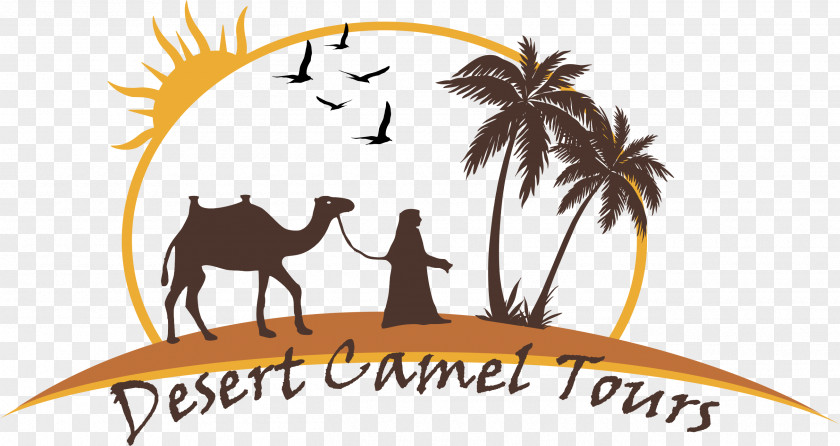Camel Logo Merzouga Fes Casablanca Clip Art PNG