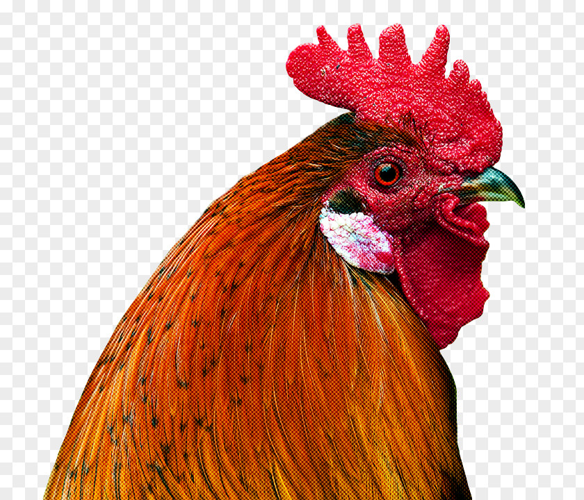 Feather PNG