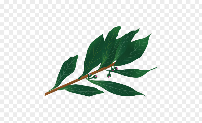 Herb Bay Leaf PNG