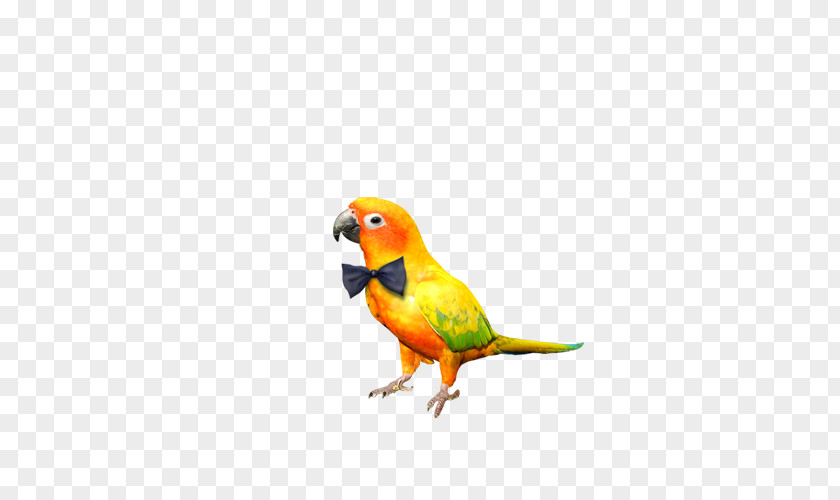 Parrot Bird Gratis PNG