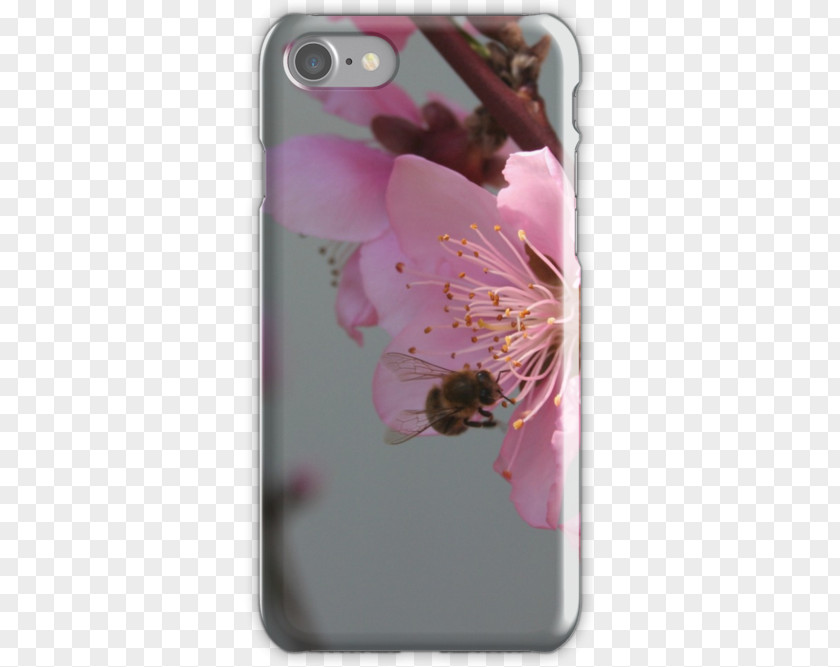 Red Peach Blossom Cherry Pink M Petal Flower PNG