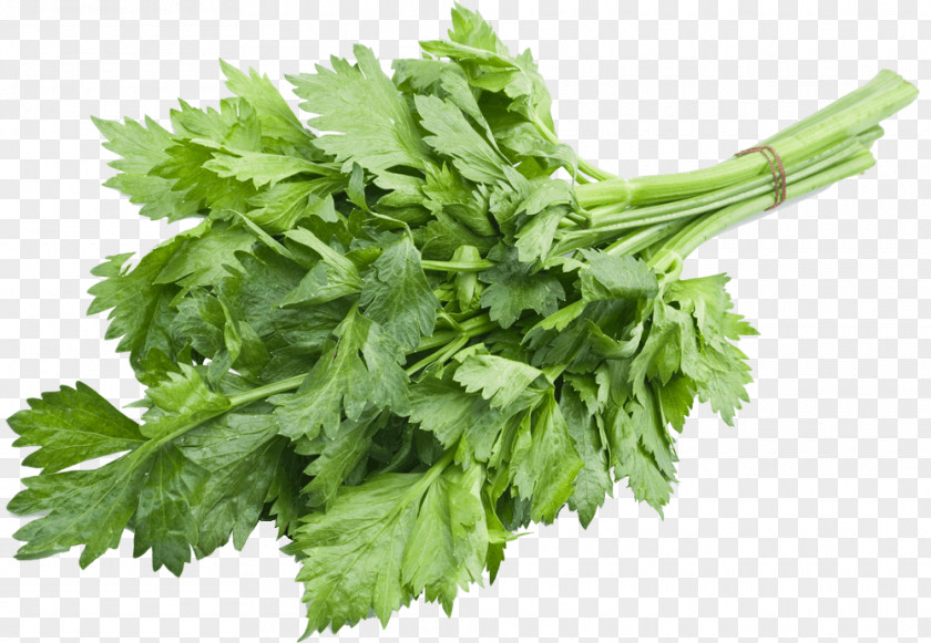 Vegetable Leaf Celery Celeriac Herb PNG