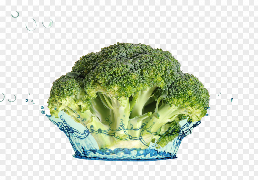 Water Broccoli Romaine Lettuce Vegetable PNG