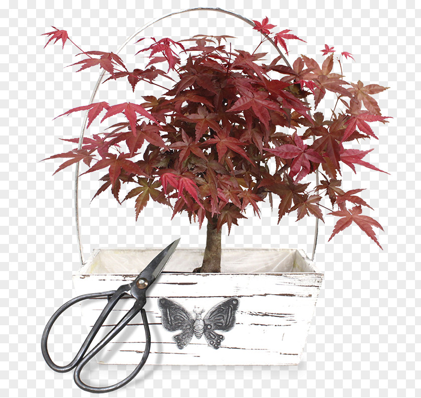 Tree Maple Flowerpot Twig Houseplant PNG