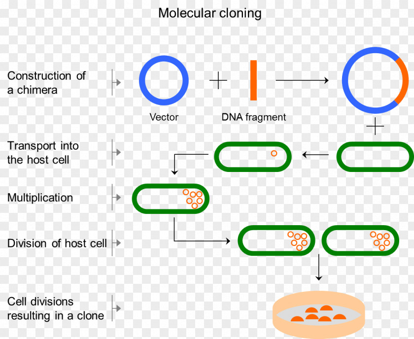 Vector Molecular Cloning Cell Biology PNG