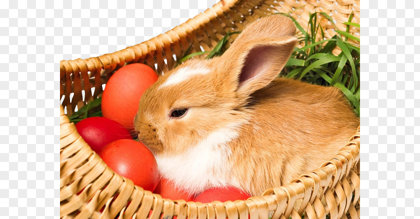 Basket Bunny Easter Holiday Egg Holy Week PNG