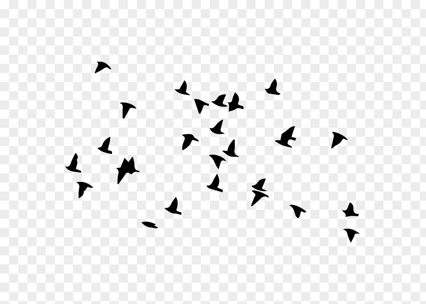 Bird Flight Flock Wall Decal Clip Art PNG