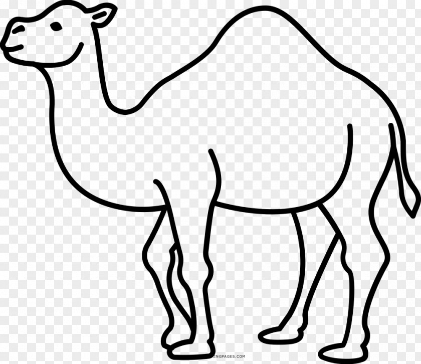 Dromedary Drawing Pack Animal Camelids PNG