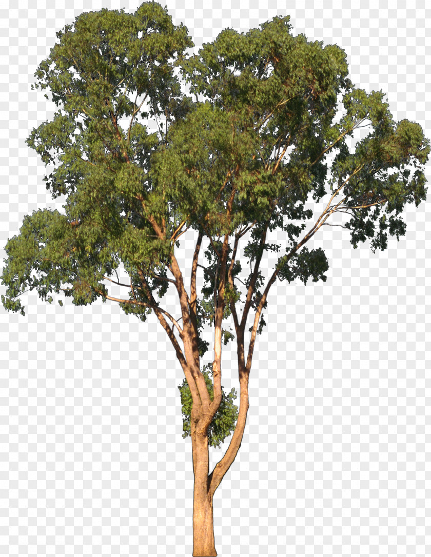 Eucalyptus Camaldulensis Tree Shrub Clip Art PNG