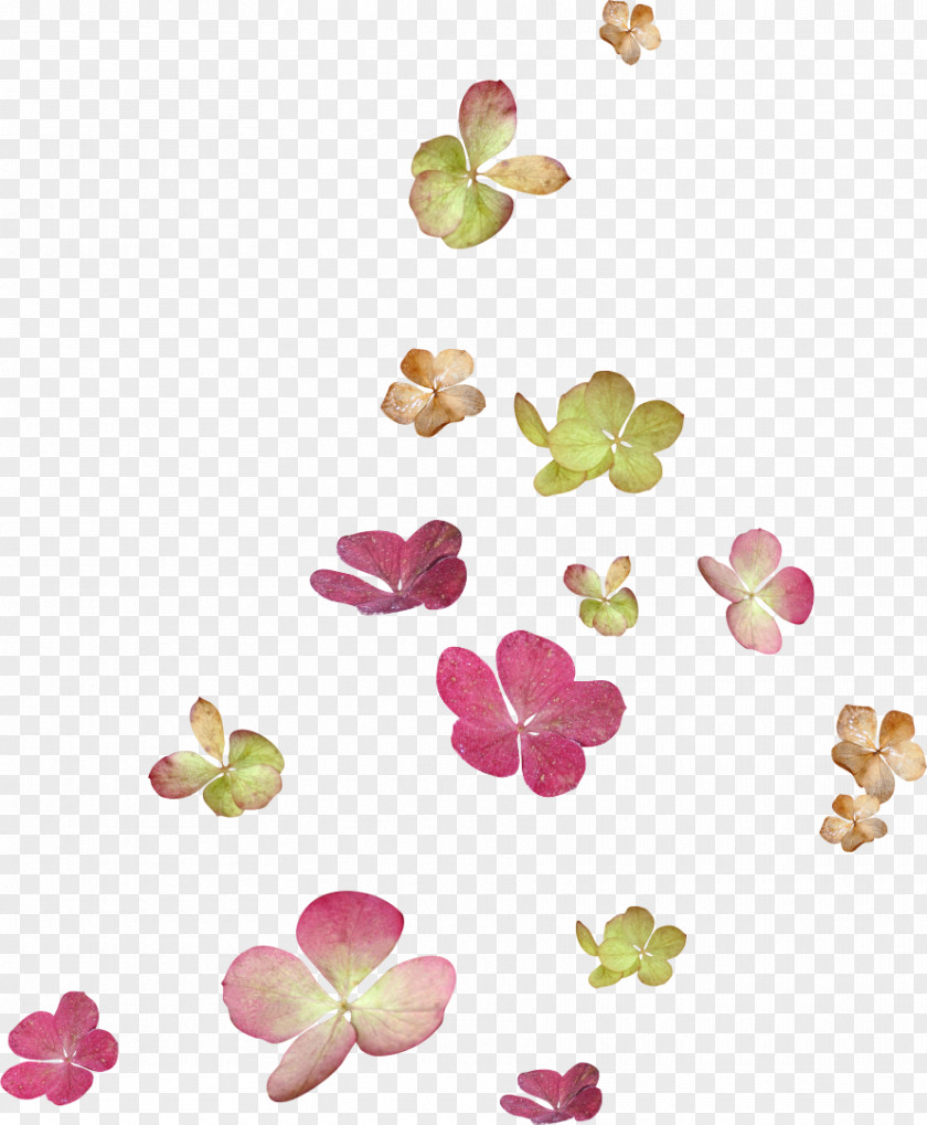 Floating Flower Petal Clip Art PNG