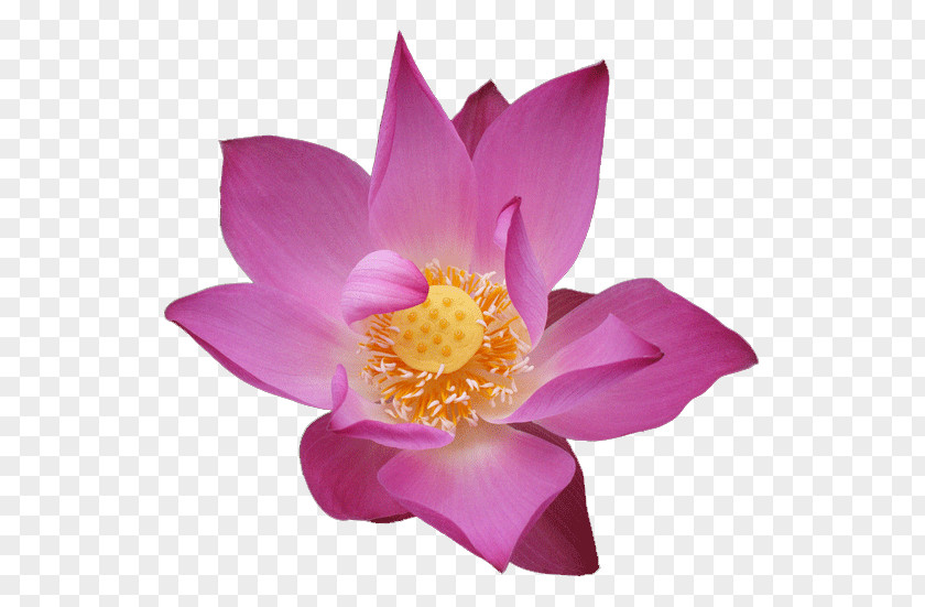 Flower Nelumbo Nucifera Water Lily PNG