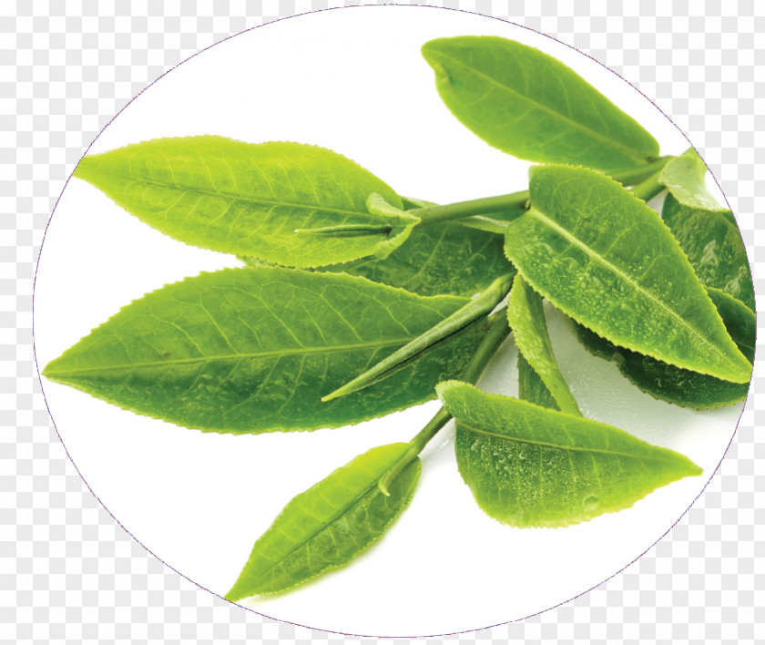 Ginseng Green Tea Sunscreen Production In Sri Lanka Food PNG