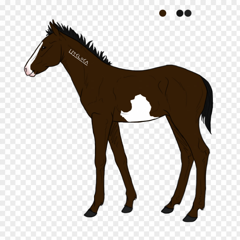 Mustang Biri Travbane Foal Pony PNG