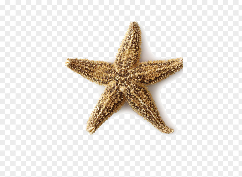 Starfish Creative Seashell Beach Ocean PNG
