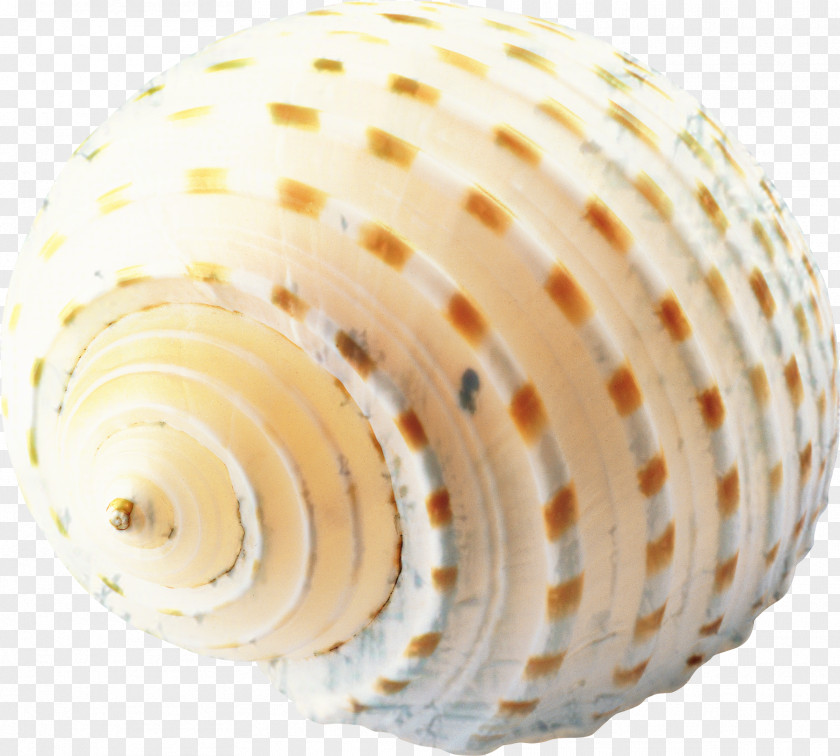 Bivalve Sea Snail Cartoon PNG