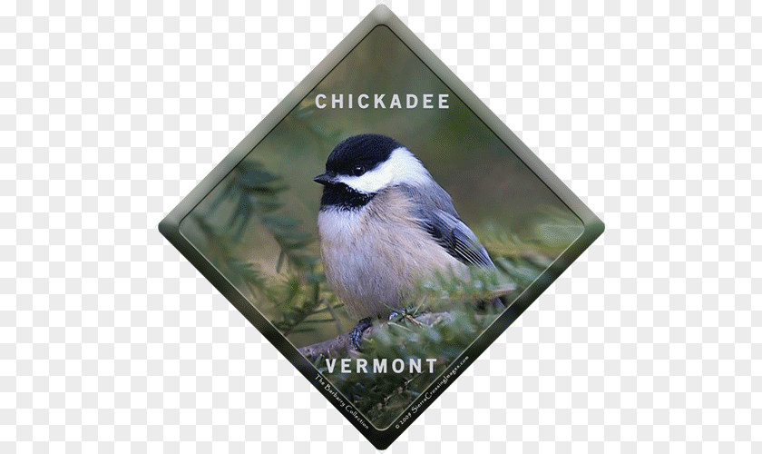 Chickadee Refrigerator Magnets Vehicle License Plates Beak Photo Print Sizes Photography PNG