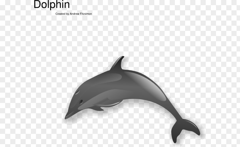 Dolphin Vector Art Free Content Clip PNG