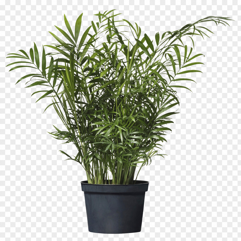 Potted Plant Chamaedorea Elegans Howea Forsteriana Houseplant IKEA Arecaceae PNG