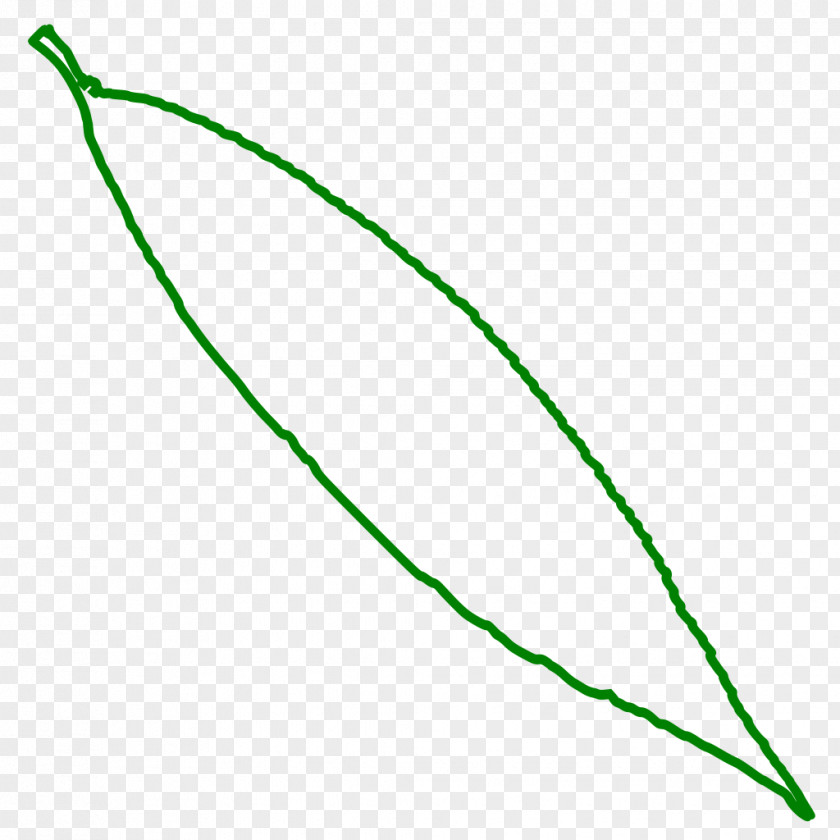 Willow Leaf Line Point Angle Clip Art PNG