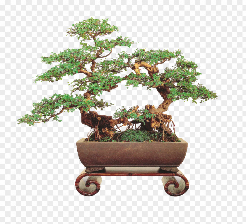 BONSAI TREE Health Care Chinese Sweet Plum ECON MEDICARE CENTRE & NURSING HOME Professional PNG