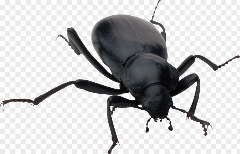 Bugs PNG clipart PNG