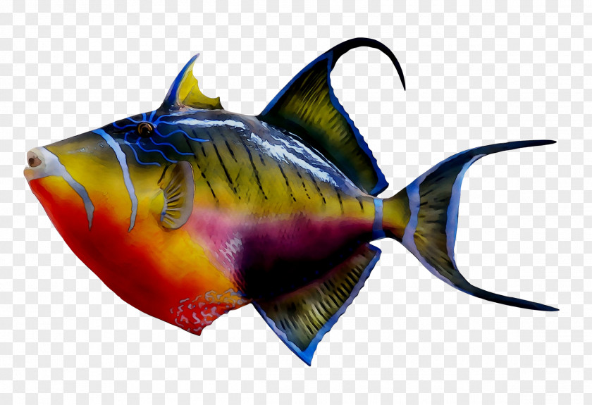 Coral Reef Fish Tropical Fishes Triggerfish PNG