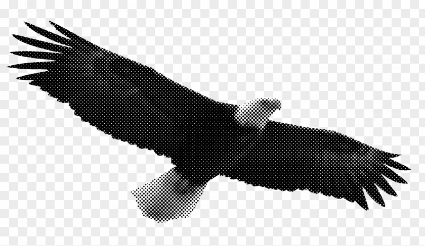 Eagle Flag T-shirt Bald Bird Clip Art PNG