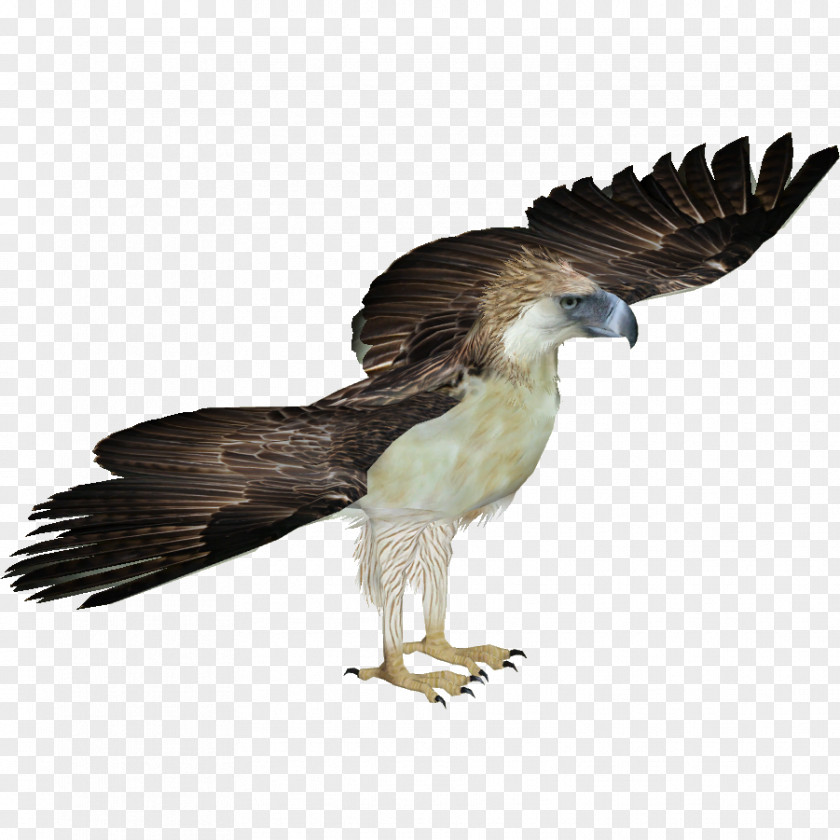 Eagle Zoo Tycoon 2 Philippines Bird Bald PNG