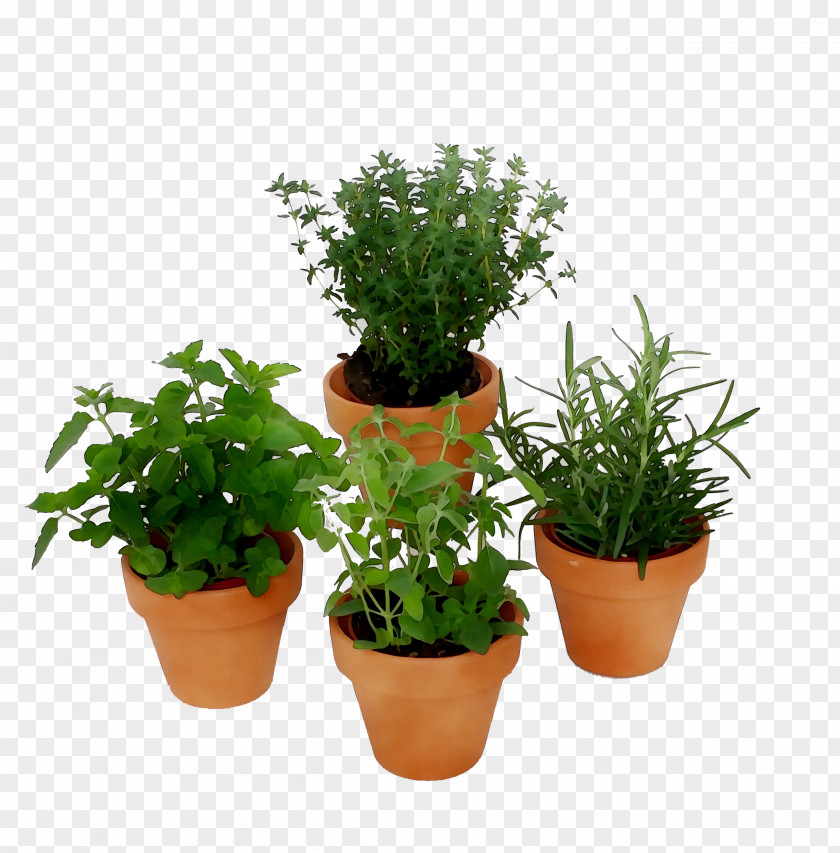 Flowerpot Herb Houseplant Shrub PNG
