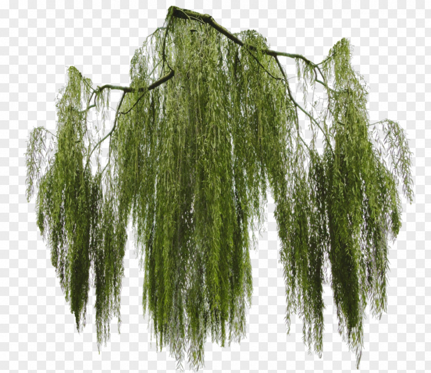 Ivy Weeping Willow Tree Branch Giant Sequoia PNG