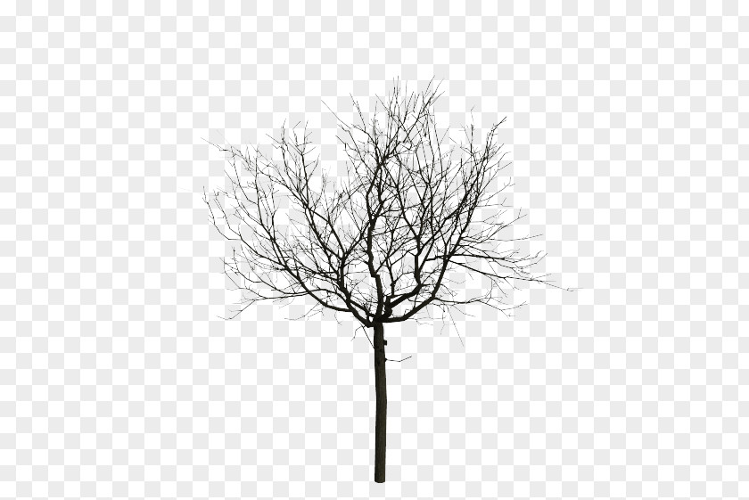 Light Stock Photography Tree Twig Wire PNG