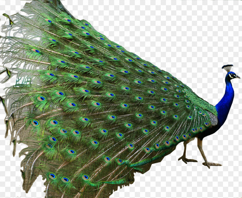 Peacock Asiatic Peafowl Indian Roller Bird Green PNG