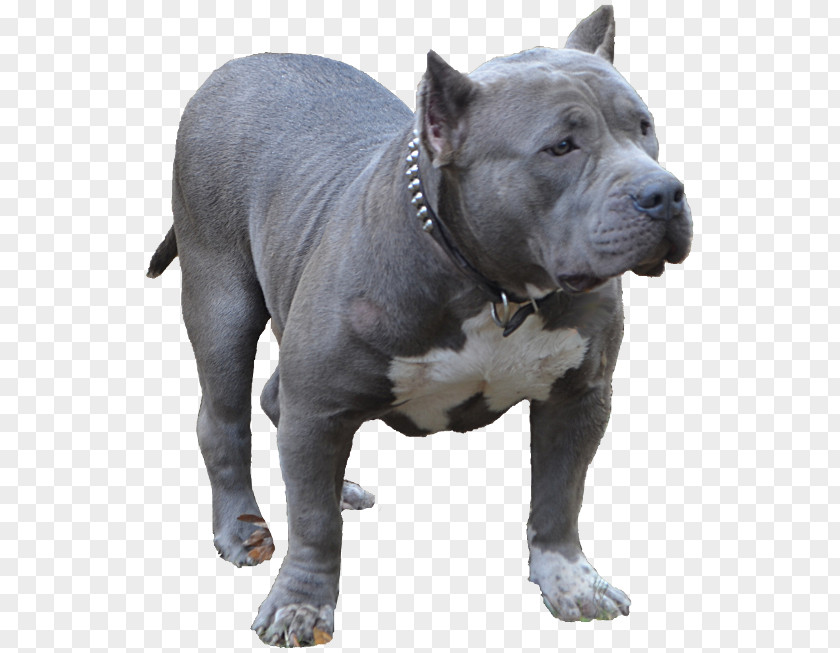 Loose Coat American Pit Bull Terrier Bully Dog Breed Toy Bulldog PNG