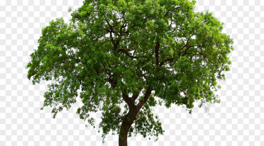Tree Oak Shrub PNG
