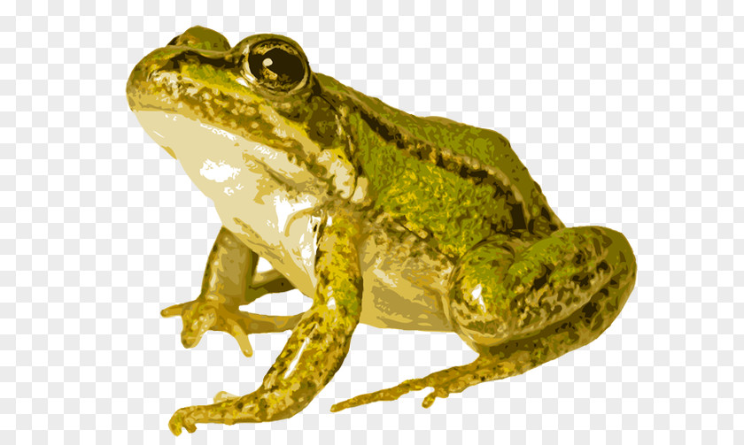 American Bullfrog Edible Frog Common Pool PNG