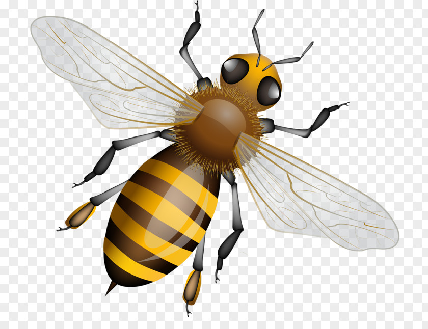 Bee Western Honey Insect Honeycomb PNG