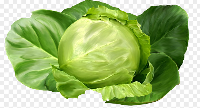 Cabbage Brussels Sprout Shchi Collard Greens Romaine Lettuce PNG