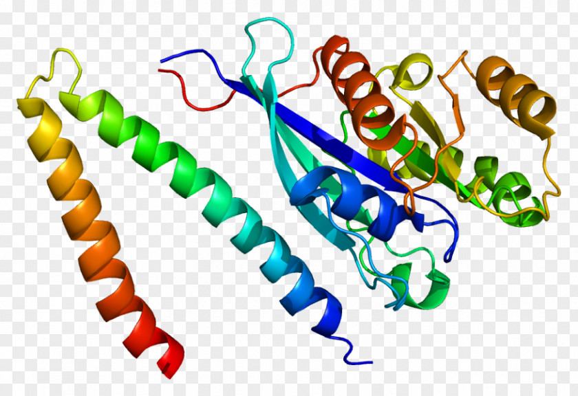 Chain Gene RAB7A RILP Protein GTPase PNG