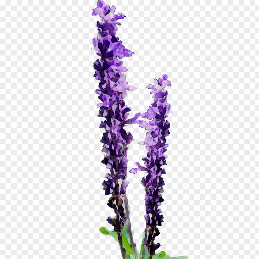 Clip Art Flower Openclipart English Lavender PNG