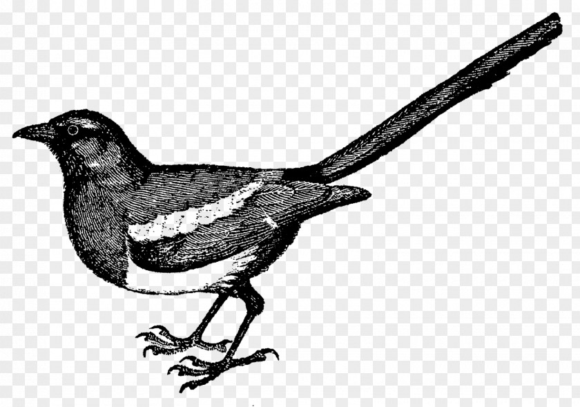 Crow Material Drawing Bird Finch Clip Art PNG