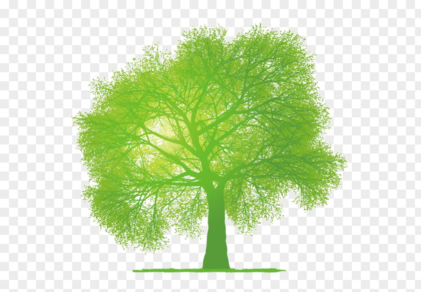 Design Graphic Tree PNG