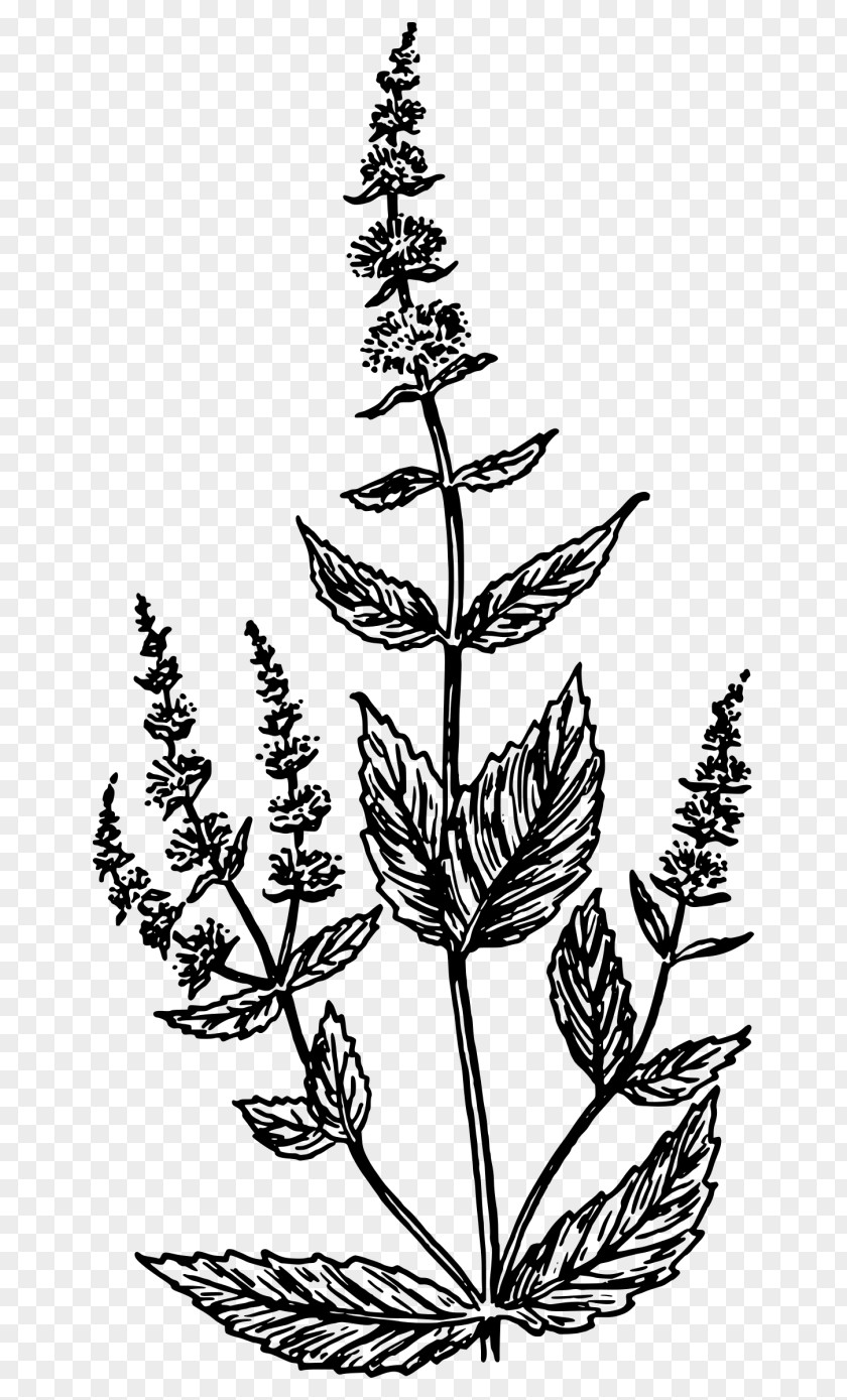 Mentha Spicata Drawing Clip Art PNG