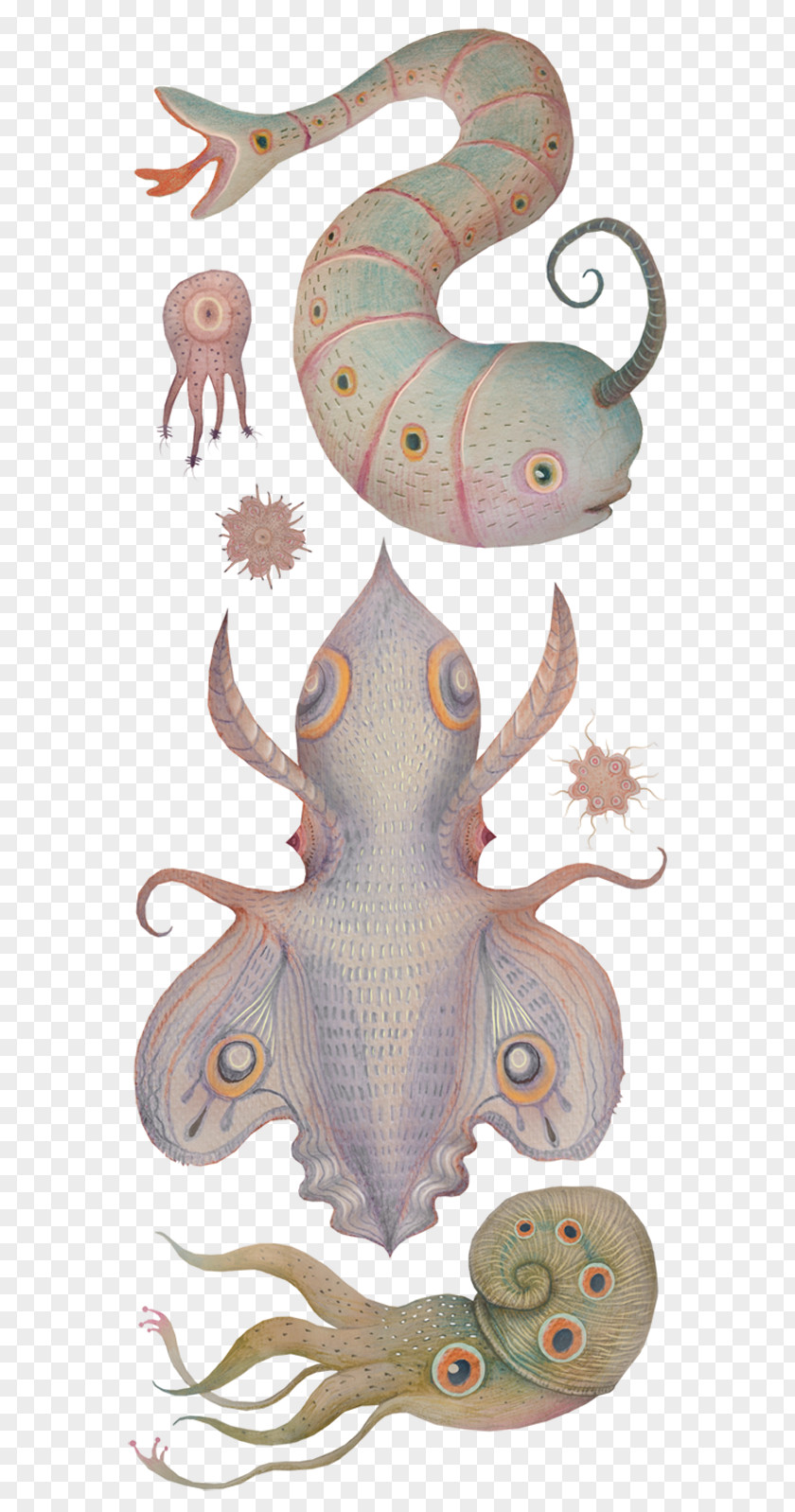 Nature Sea Animals Marine Microorganisms Octopus Squid Cephalopod Narwhal PNG